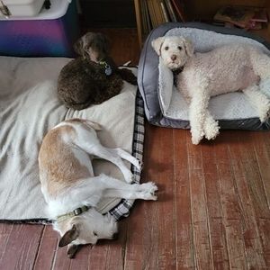 Meet your Posher, Louann